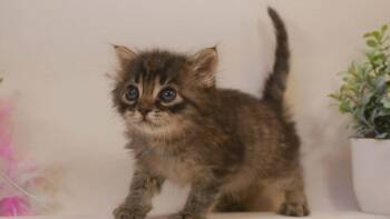 Oliver -  Maine Coon and Tabby Cat for Adoption in Parlier, California - Oliver | PetCurious