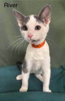 Rescue Domestic Short Hair Cats for Adoption in Wabash, Indiana - River | PetCurious