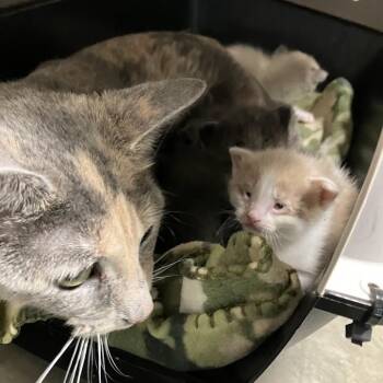 Salvester -  Domestic Short Hair Cat for Adoption in Dekalb, Illinois - Salvester | PetCurious