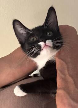 Salt & Pepper -  Domestic Short Hair Cat for Adoption in Los Angeles, California - Salt & Pepper | PetCurious