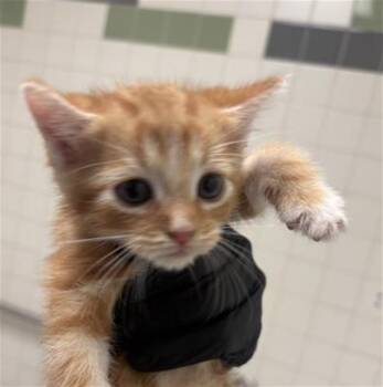 LUKE -  Domestic Short Hair Cat for Adoption in Dallas, Texas - LUKE | PetCurious