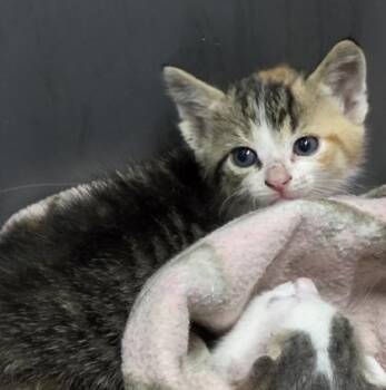 PossitivelyCute -  Domestic Short Hair Cat for Adoption in Simcoe, Ontario - PossitivelyCute | PetCurious