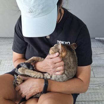 Domestic Short Hair Cats Available for Adoption in Denver, Colorado - Thomas Houston | PetCurious