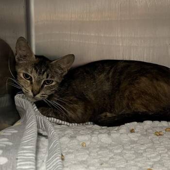 Ophelia -  Domestic Medium Hair Cat for Adoption in Chattanooga, Tennessee - Ophelia | PetCurious