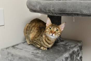 Haha -  Domestic Short Hair Cat for Adoption in Fairhope, Alabama - Haha | PetCurious
