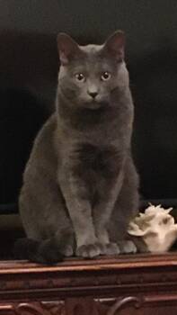 Dexter -  Russian Blue Cat for Adoption in Richardson, Texas - Dexter | PetCurious