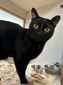 Domestic Short Hair Cats Available for Adoption in Palm Coast, Florida - Papi | PetCurious