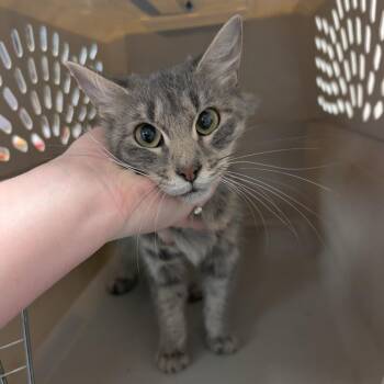Wyndham -  Domestic Long Hair Cat for Adoption in Emporia, Kansas - Wyndham | PetCurious