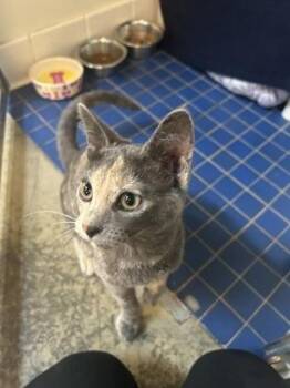 Rescue Domestic Short Hair Cats for Adoption in Sacramento, California - Tuesday | PetCurious