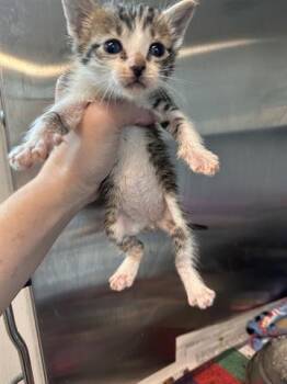 Domestic Short Hair Cats Available for Adoption in Houston, Texas - A654599 | PetCurious