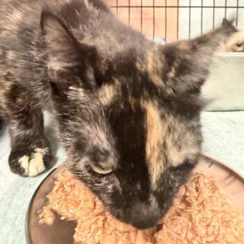 Cassidy -  Domestic Medium Hair Cat for Adoption in Columbus, North Carolina - Cassidy | PetCurious