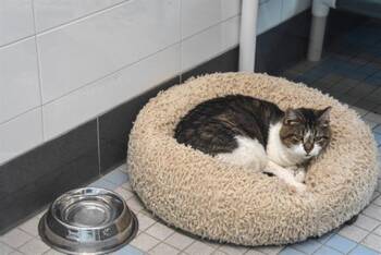 FANTA -  Domestic Short Hair Cat for Adoption in Loveland, Colorado - FANTA | PetCurious