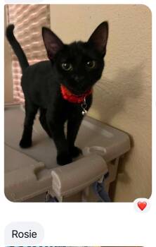 Rosie -  Domestic Short Hair Cat for Adoption in Mustang, Oklahoma - Rosie | PetCurious
