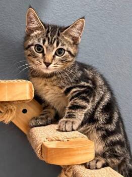 South -  Domestic Short Hair Cat for Adoption in Sioux Falls, South Dakota - South | PetCurious