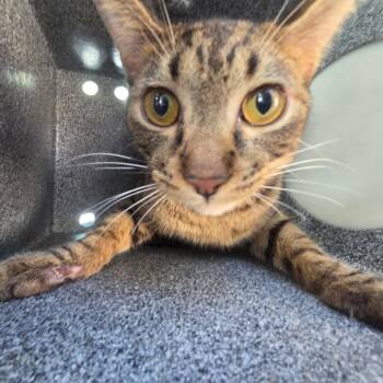 Gohan -  American Shorthair Cat for Adoption in Birmingham, Alabama - Gohan | PetCurious
