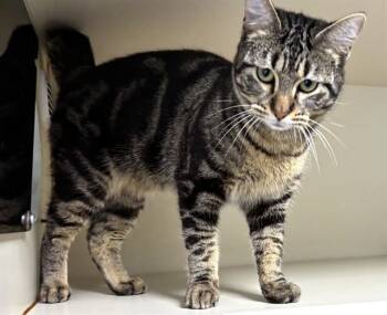 Domestic Short Hair Cats Available for Adoption - FINN | PetCurious