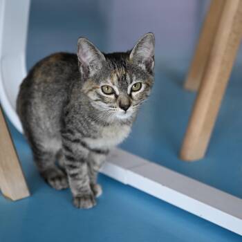 Kelly -  Domestic Short Hair and Manx Cat for Adoption in Liverpool, Texas - Kelly | PetCurious