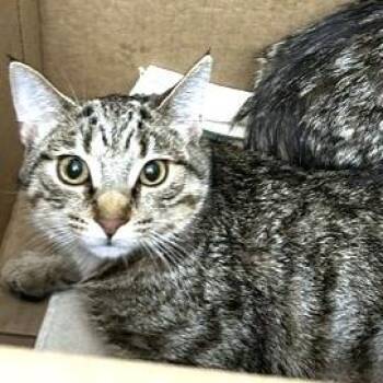 Domestic Short Hair Cats Available for Adoption - Fluffy | PetCurious