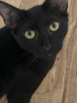 Rescue Domestic Short Hair Cats for Adoption in Salisbury, North Carolina - Cupcake | PetCurious