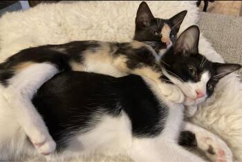 Charlotte and Puff -  Tortoiseshell and Tuxedo Cat for Adoption in Falmouth, Maine - Charlotte And Puff | PetCurious