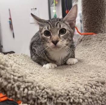 Chip -  Domestic Short Hair Cat for Adoption in Scottsdale, Arizona - Chip | PetCurious