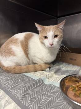Finn -  Domestic Short Hair Cat for Adoption in Lafayette, Indiana - Finn | PetCurious