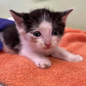 Domestic Short Hair Cats Available for Adoption in St. Helena, California - Pancake | PetCurious