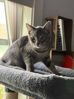 Scrappy -  Domestic Short Hair Cat for Adoption in Rochester, Washington - Scrappy | PetCurious