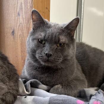 Earl -  Domestic Short Hair Cat for Adoption in Solon, Iowa - Earl | PetCurious