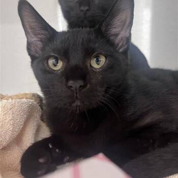 Julius -  Domestic Short Hair Cat for Adoption in Bentonville, Arkansas - Julius | PetCurious