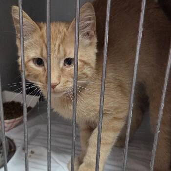 Domestic Short Hair Cats Available for Adoption in Branson, Missouri - Toby Cat | PetCurious