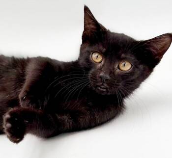 Narine- TEENY TINY panther of snuggles -  Bombay Cat for Adoption in Bedford Hills, New York - Narine- TEENY TINY Panther Of Snuggles | PetCurious