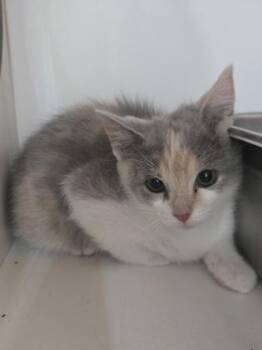 Stardust -  Domestic Short Hair Cat Available for Adoption in Savannah, Georgia - Stardust | PetCurious