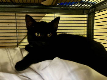 Rescue Domestic Short Hair Cats for Adoption in Trenton, New Jersey - Mike (TAS #7B) | PetCurious