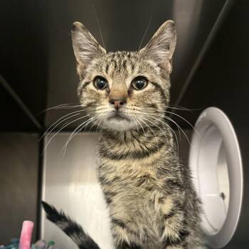 Meme -  Domestic Short Hair Cat for Adoption in Idaho Falls, Idaho - Meme | PetCurious