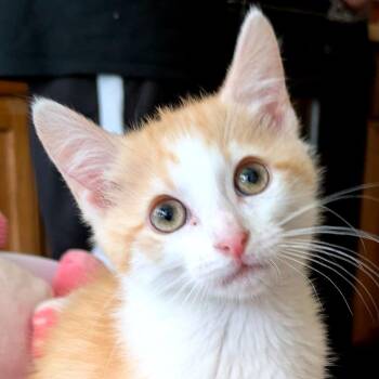 Mystery -  Domestic Short Hair Cat for Adoption in Houston, Texas - Mystery | PetCurious
