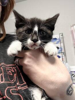 Figaro -  Domestic Short Hair Cat for Adoption in Bolivar, Missouri - Figaro | PetCurious