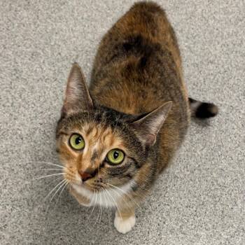 Marble -  Domestic Short Hair Cat for Adoption in Naperville, Illinois - Marble | PetCurious