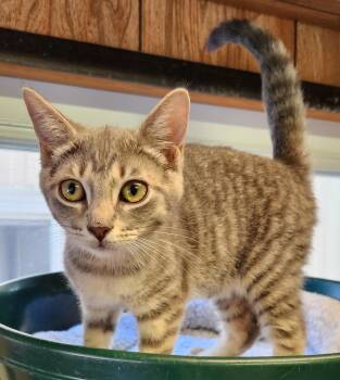 Cloud -  Tabby Cat for Adoption in Linden, New Jersey - Cloud | PetCurious