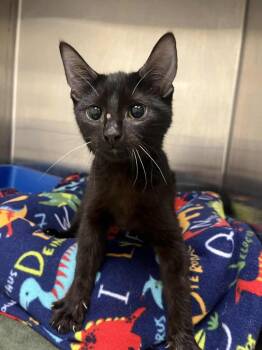 Rescue Domestic Short Hair Cats for Adoption in Frankfort, Kentucky - Baby Shark | PetCurious