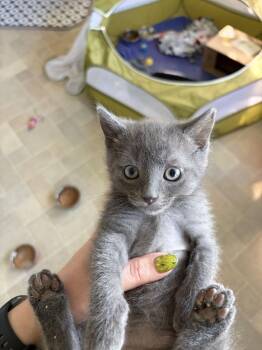 Vali -  Domestic Short Hair Cat for Adoption in Alexandria, Virginia - Vali | PetCurious