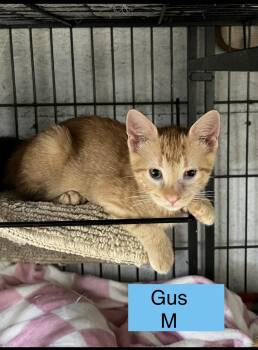 Gus -  Domestic Short Hair Cat for Adoption in Sneads Ferry, North Carolina - Gus | PetCurious