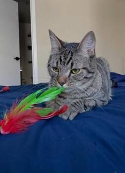Thomas -  Domestic Short Hair and Tabby Cat for Adoption in San Francisco, California - Thomas | PetCurious