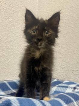 Domestic Long Hair and Domestic Short Hair Cats Available for Adoption in Jamestown, California - Elena | PetCurious