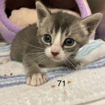 Goose -  Domestic Short Hair Cat for Adoption in Spokane, Washington - Goose | PetCurious