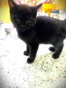 Rescue Domestic Short Hair Cats for Adoption in Rochester, Massachusetts - Chestnut | PetCurious