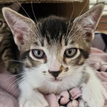 Domestic Short Hair Cats Available for Adoption in Pleasanton, California - Uno | PetCurious
