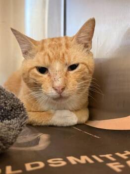 PLUTO -  Domestic Short Hair Cat for Adoption in Houston, Texas - PLUTO | PetCurious