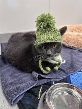 Domestic Short Hair Cats Available for Adoption - BERTHA | PetCurious