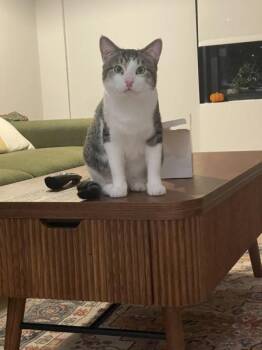 El Guapo -  Domestic Short Hair Cat for Adoption - El Guapo | PetCurious